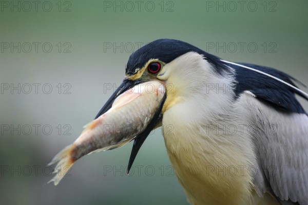 Night heron, detail portrait of grey water bird with fish in the bill, animal in the water, action scene, Hungary, Europe