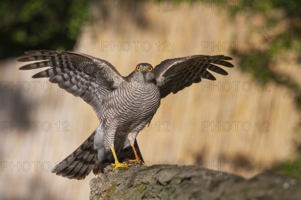 Eurasian Sparrowhawk (Accipiter nisus), Subotica, Serbia, Europe