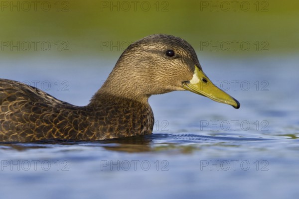American Black Duck (Anas rubripes), Newfoundland, Canada, North America