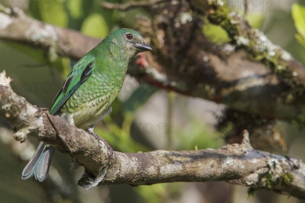 Swallow Tanager (Tersina viridis) perched on a branch in the Atlantic rainforest of southeast Brazil