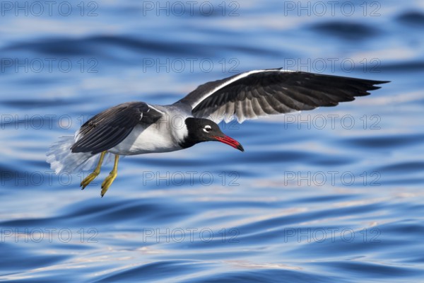 White-eyed Gull (Ichthyaetus leucophthalmus) flying, Eilat, Israel, Asia