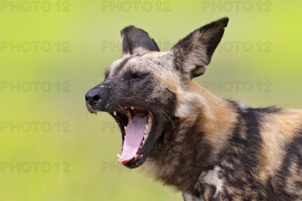 African wild dog, detail portrait with open muzzle with tongue a tooths, Okavango, Botswana, Africa. Dangerous spotted animal with big ears. Painted dog on African safari. Wildlife scene from nature, Africa
