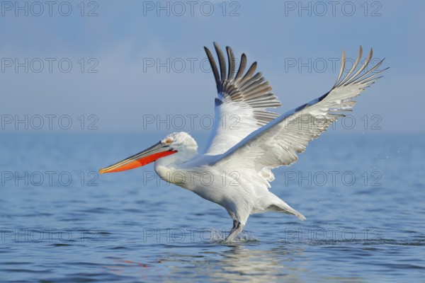 Dalmatian pelican, Pelecanus crispus, landing in Lake Kerkini, Greece. Pelican with open wings. Wildlife scene from European nature. Bird landing to the blue lake water. Bird fly