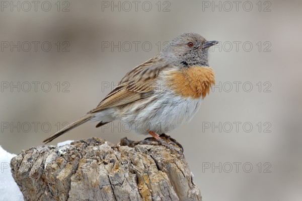 Robin accentor, Prunella rubeculoides, bird sitting on tree trunk in the winter mountain. Robin in the stone habitat, Ladakh, Hemis NP, India. Birds in the Himalayas rocky mountain
