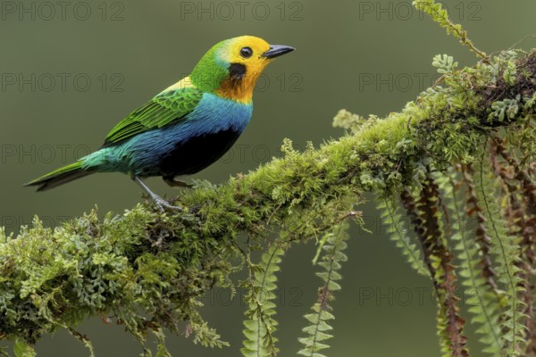 Multicolored Tanager (Chlorochrysa nitidissima) perched on a branch in Colombia, South America
