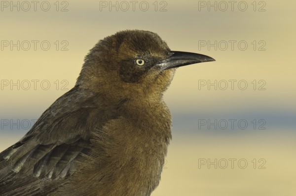 Great-tailed Grackle (Quiscalus mexicanus) female, Arizona, USA, North America