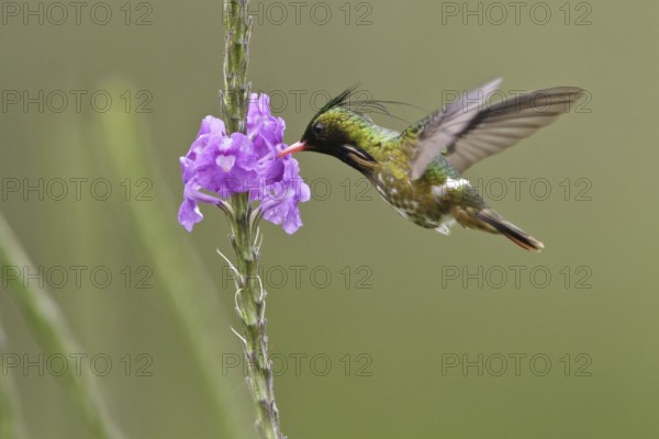 Black-crested Coquette (Lophornis helenae) male, Costa Rica, Central America