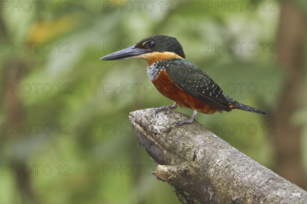 Green-and-rufous Kingfisher (Chloroceryle inda), Ecuador, South America