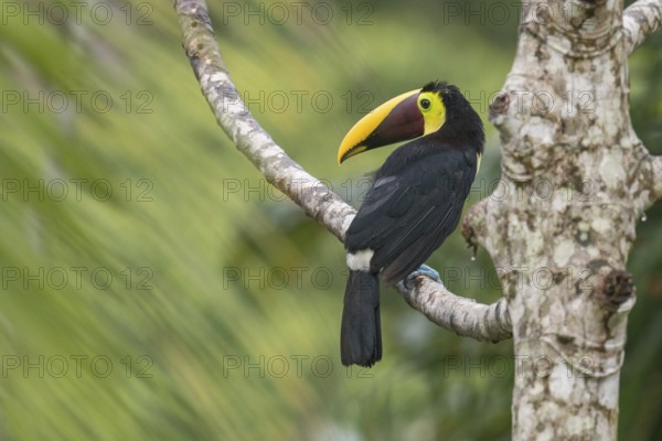 Yellow-throated Toucan (Ramphastos ambiguus swainsonii), Costa Rica, Central America