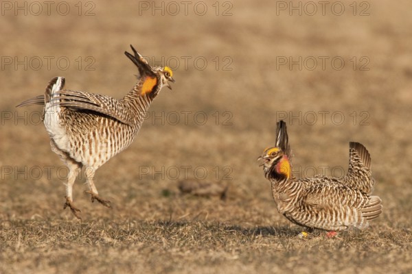 Greater Prairie Chicken (Tympanuchus cupido) male, Wisconsin, USA, North America