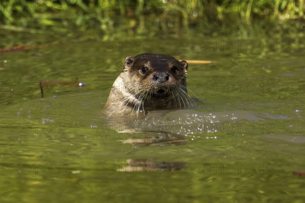 An otter pops its head out of the green water, European otter (Lutra lutra), Germany, Europe