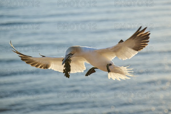 Northern gannet (Morus bassanus) flying over the sea with rivet material in the beakat sunset, landing, wildlife, Helgoland, Germany, Europe