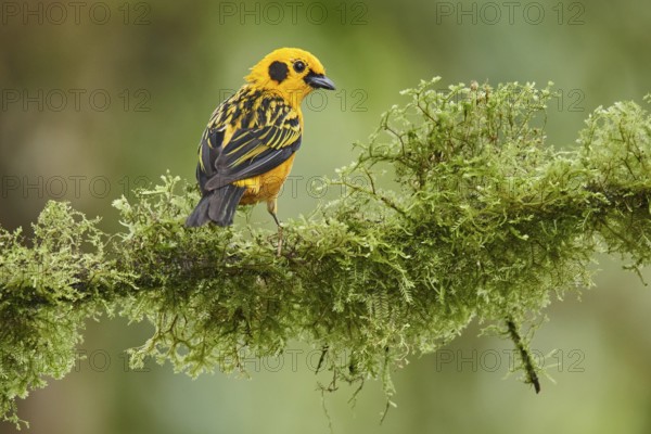 Golden Tanager (Tangara arthus) perched on a mossy branch, Ecuador, South America
