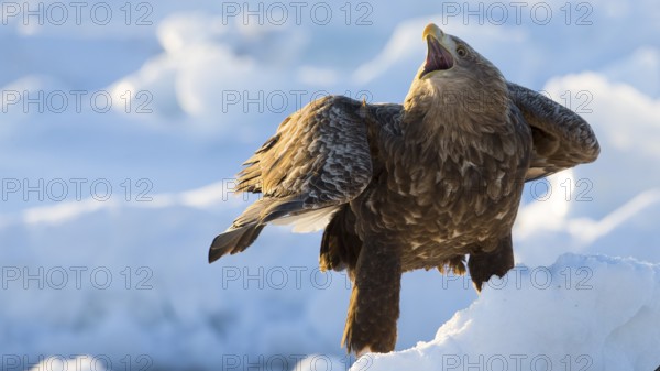 White-tailed Eagle (Haliaeetus albicilla) calling on snow, Hokkaido, Japan, Asia