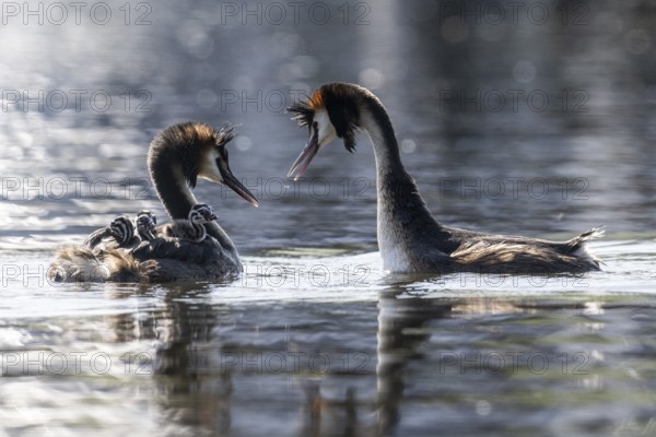 Great Crested Grebe (Podiceps Scalloped ribbonfish) with juveniles, Emsland, Lower Saxony, Germany, Europe