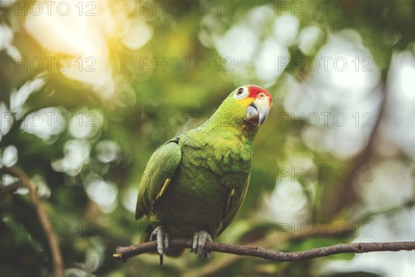 A colorful yellow naped parrot on a branch. Beautiful yellow-necked green parrot in its habitat