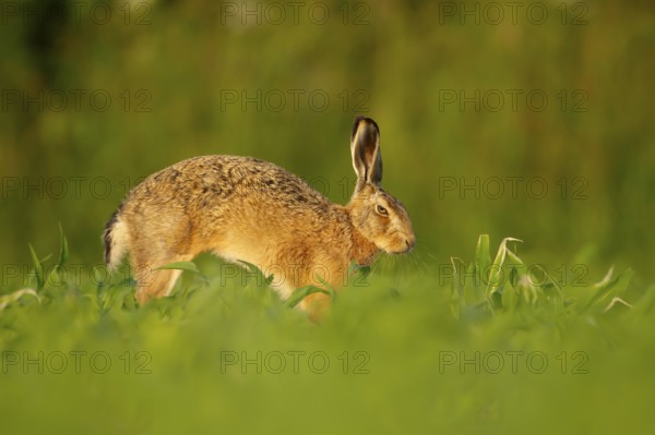 European brown hare (Lepus europaeus) adult animal stretching in a farmland maize field in summer, England, United Kingdom, Europe