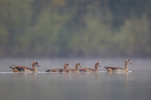 Egyptian Goose (Alopochen aegyptiaca) pair with young on water, North Rhine-Westphalia, Germany, Europe