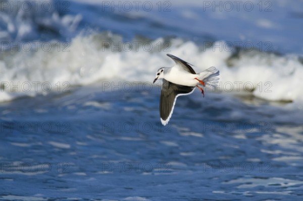 Little Gull (Hydrocoloeus minutus), Schleswig-Holstein, Germany, Europe