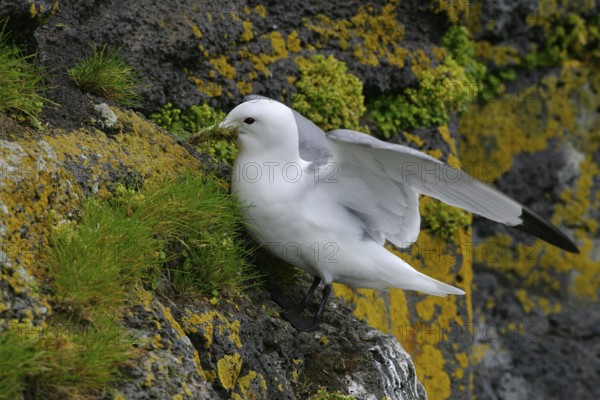 Black-legged Kittiwake (Rissa tridactyla), Alaska, USA, North America