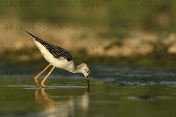 Black-winged Stilt (Himantopus himantopus) juvenile foraging, Piedmont, Italy, Europe
