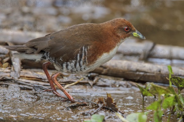 Red-and-white Crake (Laterallus leucopyrrhus) feeding in a marsh in the Atlantic rainforest of southeast Brazil