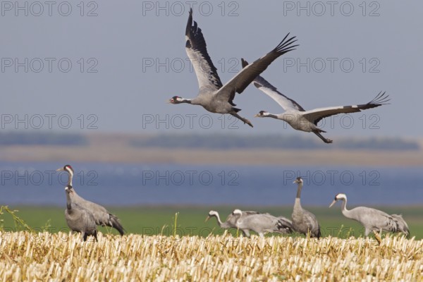 Common Crane (Grus grus) flying, Mecklenburg-Western Pomerania, Germany, Europe
