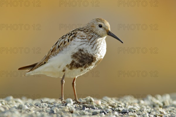 Dunlin, Calidris alpina, water bird in the nature habitat in Svalbard, Norway. Dunlin siting on the stone, Arctic summer wildlife