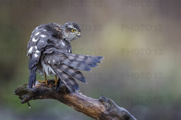 Eurasian Sparrowhawk (Accipiter nisus) female perched on a branch, drying its feathers, Saxony-Anhalt, Germany, Europe