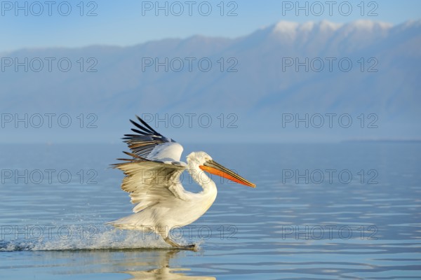 Dalmatian pelican, Pelecanus crispus, in Lake Kerkini, Greece. Palican on blue water surface. Wildlife scene from Europe nature. Bird with mountain in background