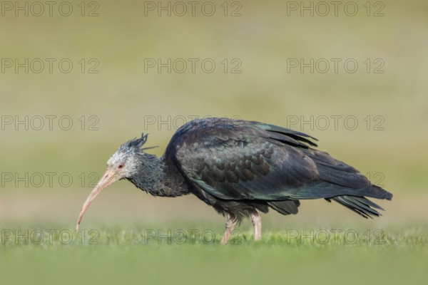 Waldrapp, Geronticus eremita Northern Bald Ibis, Geronticus eremita