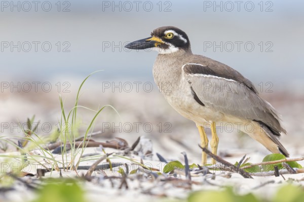 Beach Stone-curlew (Esacus magnirostris) perched on the beach in eastern Australia