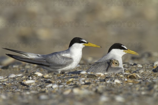 Little Tern (Sternula albifrons) pair with chick, Andalusia, Spain, Europe