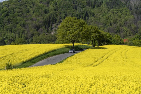 Car on a small country road through rape fields in full bloom, spring in the Elfringhauser Schweiz, hilly landscape south of the Ruhr near Hattingen-Elfringhausen, transition to the Bergisches Land, North Rhine-Westphalia, Germany, Europe
