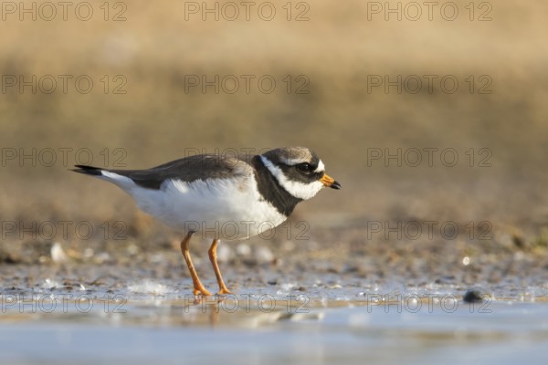 Common Ringed Plover (Charadrius hiaticula) foraging, North Rhine-Westphalia, Germany, Europe