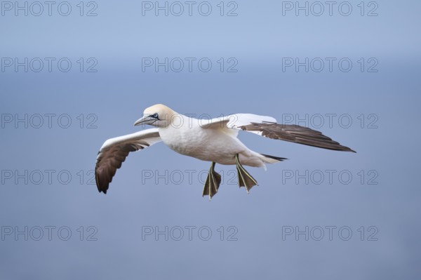 Northern gannet (Morus bassanus) flying over the sea, wildlife, Helgoland, Germany, Europe