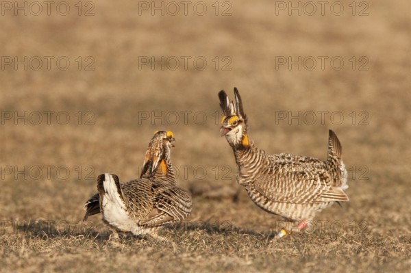 Greater Prairie Chicken (Tympanuchus cupido) male, Wisconsin, USA, North America