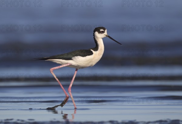 Black-necked Stilt (Himantopus mexicanus), California, USA, North America