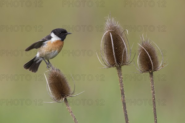 European Stonechat (Saxicola rubicola) male perched on Wild teasel (Dipsacus fullonum), Poland, Europe