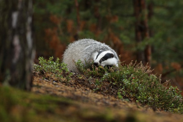 Badger in forest, animal nature habitat, Czech, Europe. Wildlife scene. Wild Badger, Meles meles, animal in wood. European badger, autumn pine green forest. Mammal environment, rainy day