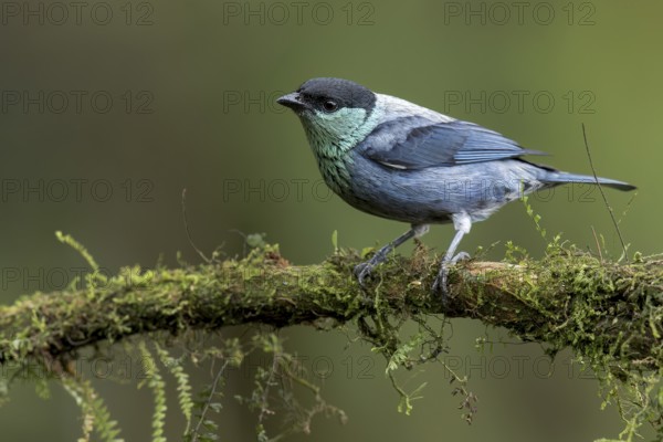 Black-capped Tanager (Tangara heinei) perched on a branch in Colombia, South America