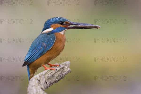 Common Kingfisher (Alcedo atthis) male, Saxony, Germany, Europe