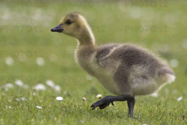 Canada Goose (Branta canadensis) chick, North Rhine-Westphalia, Germany, Europe