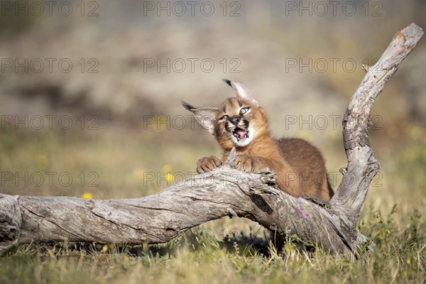 Caracal (Caracal caracal) playful cub chewing on tree trunk, Castile-La Mancha, Spain, Europe