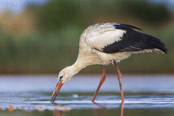 White Stork (Ciconia ciconia) foraging in shallow water, Saxony-Anhalt, Germany, Europe