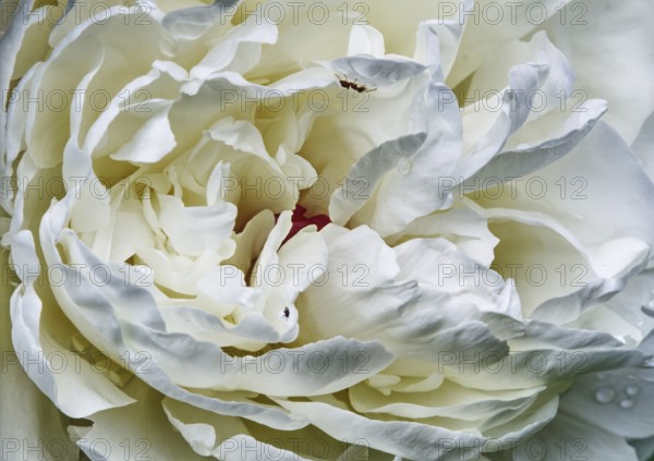 White peony flower (Paeonia officinalis) in macro photograph showing detailed textures and soft shapes, Siegen