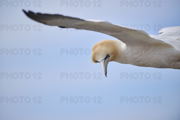 Northern gannet (Morus bassanus) flying over the sea, portrait, wildlife, Helgoland, Germany, Europe