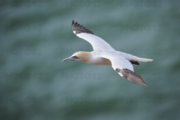 Northern gannet (Morus bassanus) flying over the sea, wildlife, Helgoland, Germany, Europe