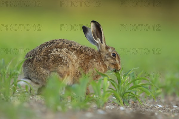 European brown hare (Lepus europaeus) adult animal feeding in a farmland maize field in summer, England, United Kingdom, Europe