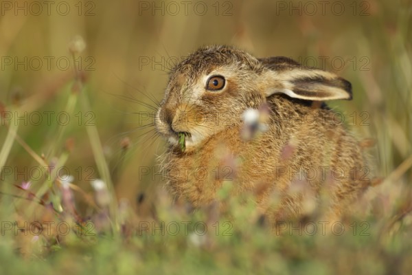 European brown hare (Lepus europaeus) juvenile leveret feeding in grassland in summer, England, United Kingdom, Europe
